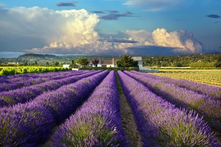 Fransa, Provence Bölgesi’nde Lavanta Festivallerini Uzattı