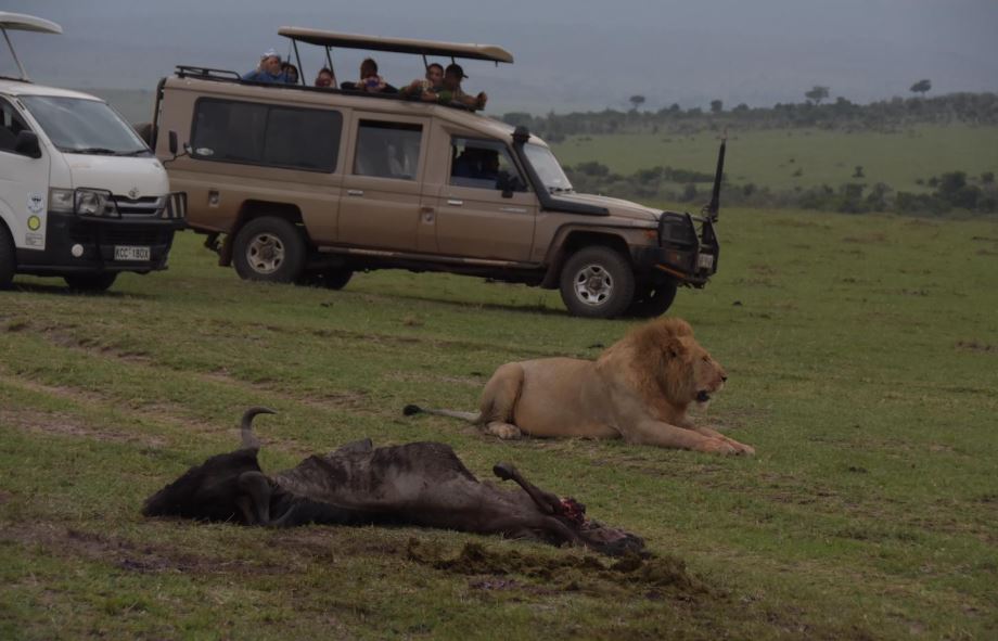 Afrika Büyük Göç Ne Zaman Olur?