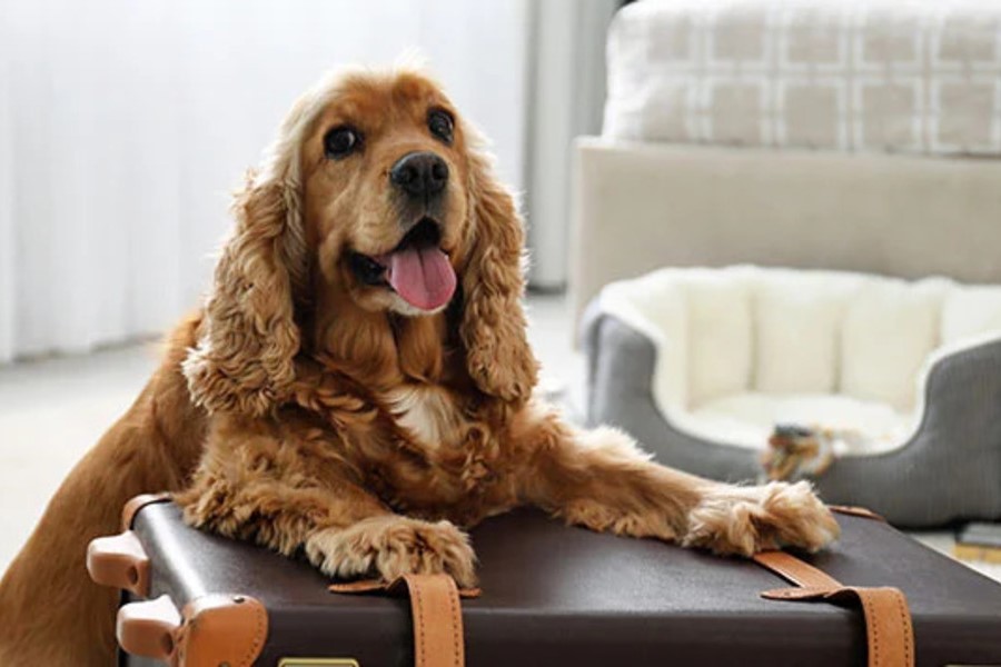 Hayvan Dostu Oteller