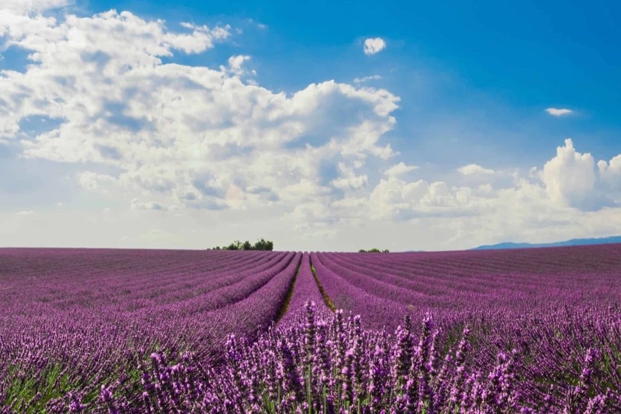 Isparta Lavanta Festivali Turu İstanbul Çıkışlı